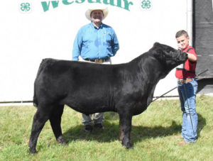 Grand Champion Limousin Bull